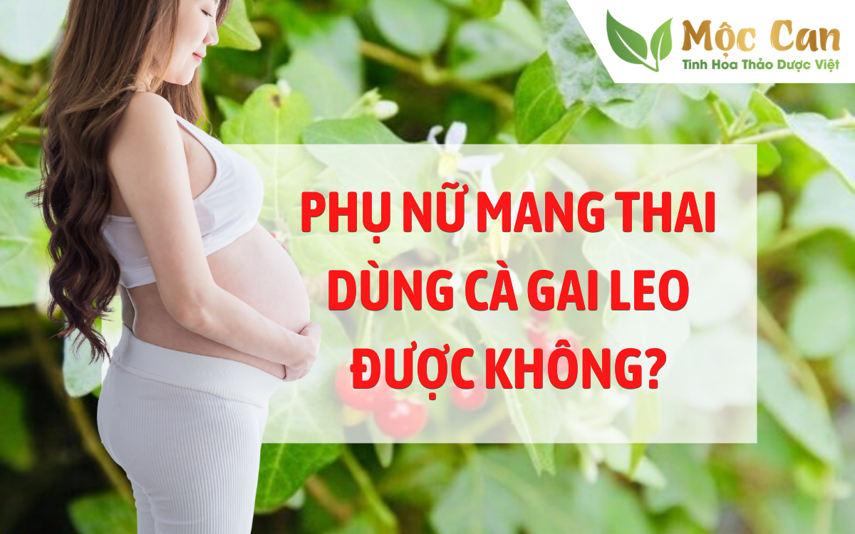 Phụ nữ mang thai dùng cà gai leo được không? 1